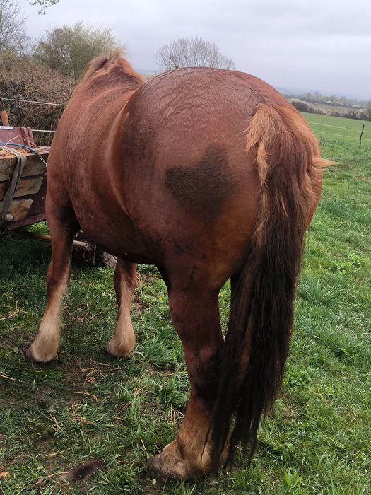 De vânzare mânză de trei ani