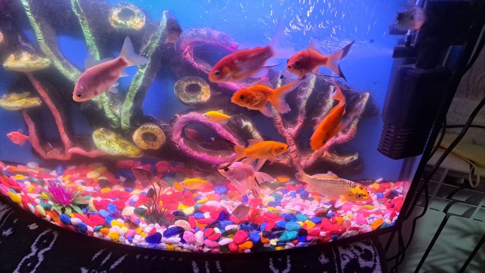 Акварийум холати зур  баликлари  билан ва абародиновалари билан