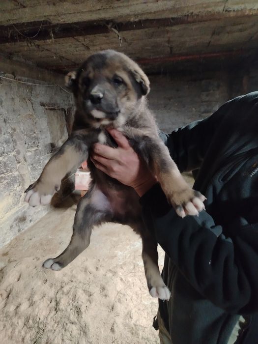 Продам щенка 1 мес