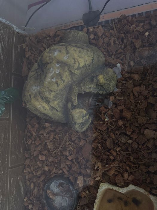 Терариум за гекон