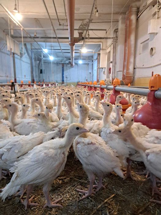 Vand curci de carne  4 saptamani, vaccinuri la zi,  1,4 kg media