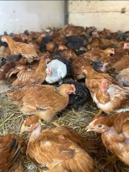 Pui rasa mixta si albi de carne