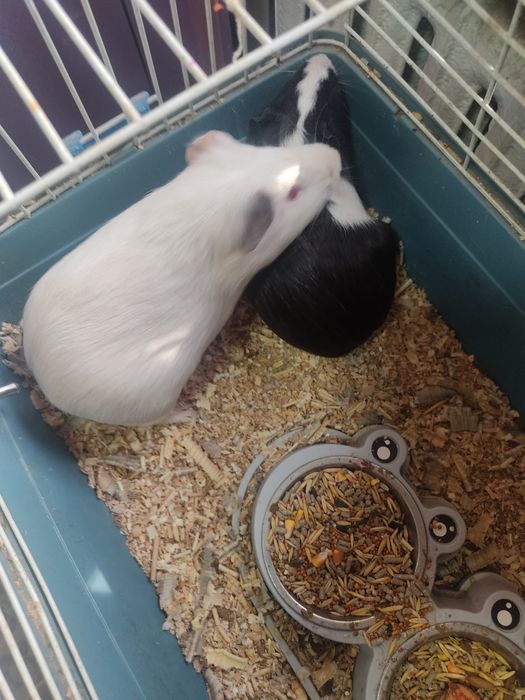 Продам морских свинок пару