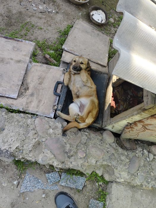 Отдам бесплатно щенка