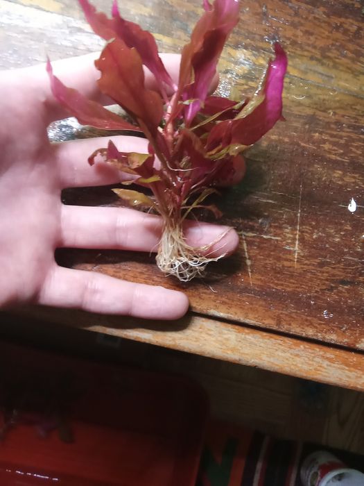 Аквариумные растения