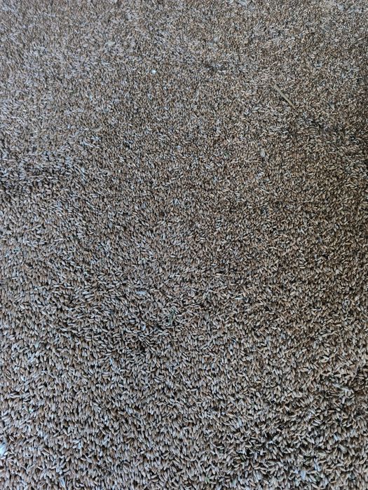 Vând  triticale 1.10 lei/ kg