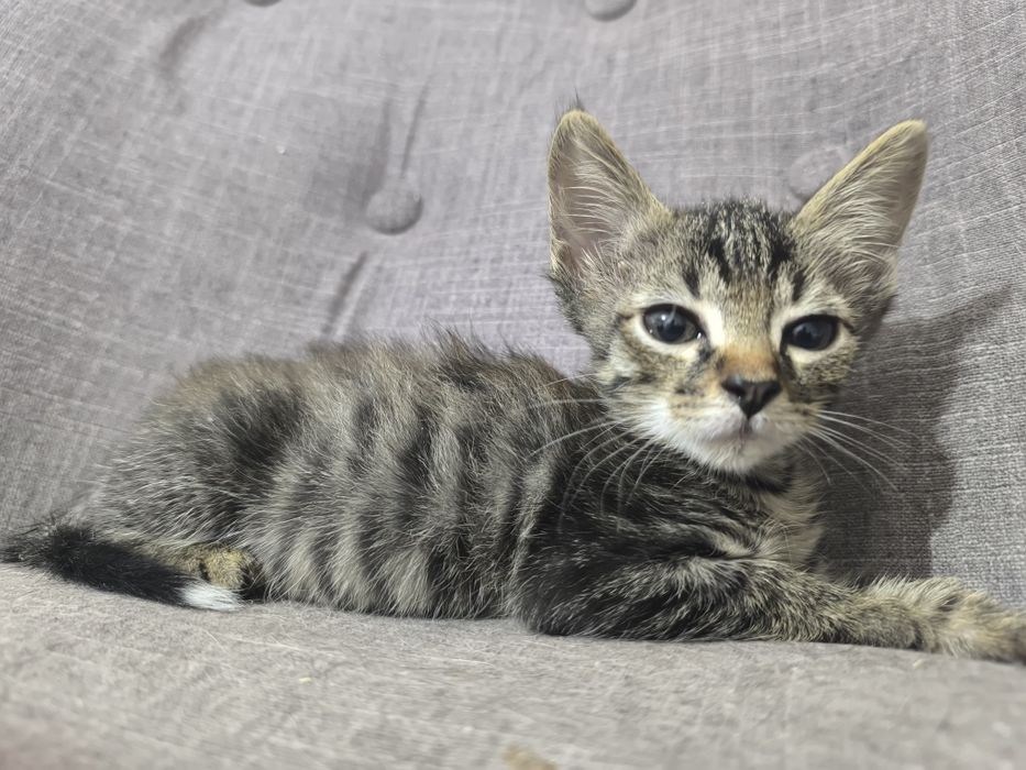 Котенок в поиске дома