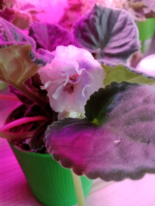 Продам срочно детки сортовых фиалочек !!!