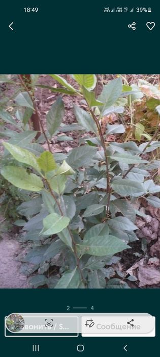 Продам саженцы вишни