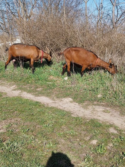 Vand doua capre alpina franceze
