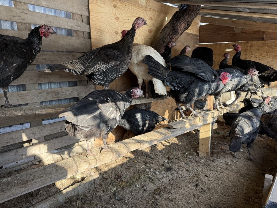 И индюк сатылады