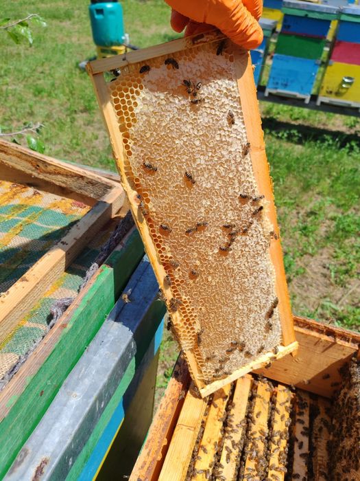 Miere de albine de vanzare