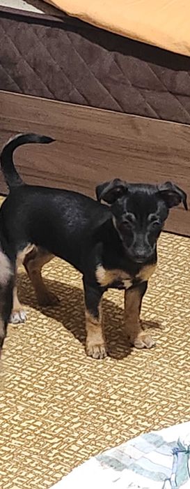 Мини пинчер на 2 месеца