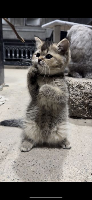 Scottish Fold va Scottish Straight Toza qon Chinchilla Sotuvda
