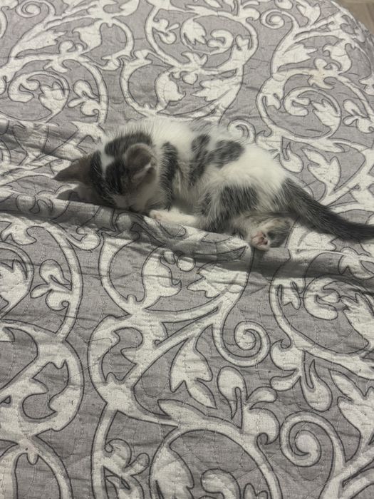 Кошка, четыре недели