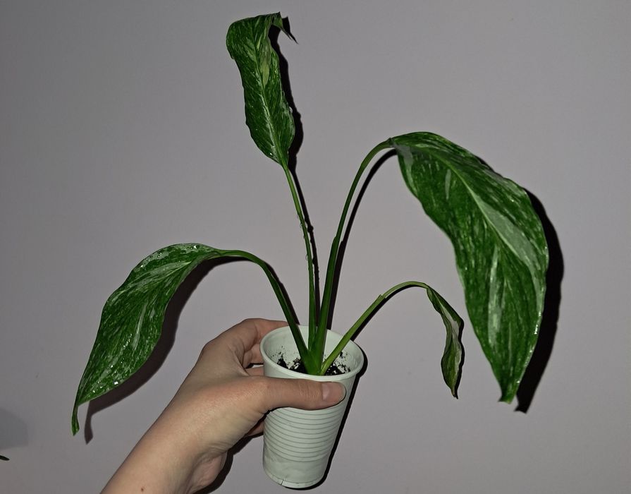 Спатифиллум Даймонд!