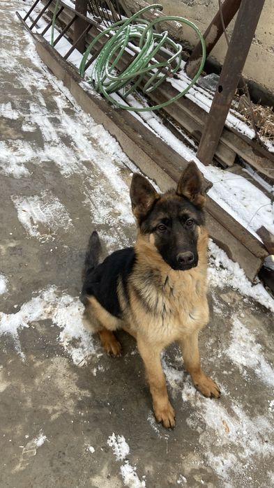 Таза Овчарка неміс 6 айлық