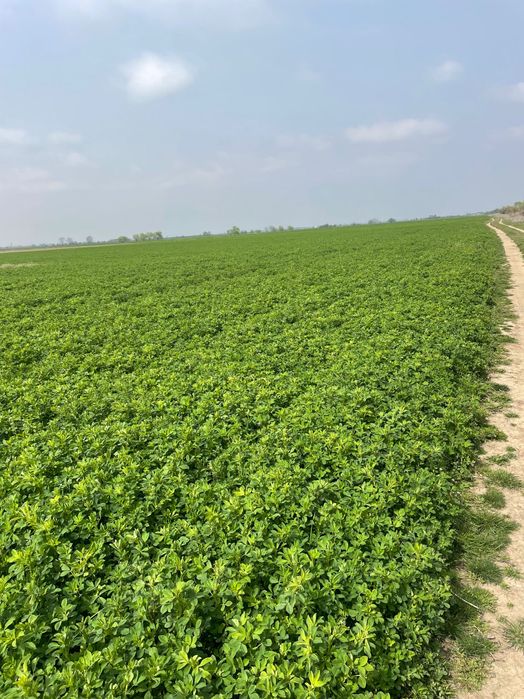 семе люцерна 2025