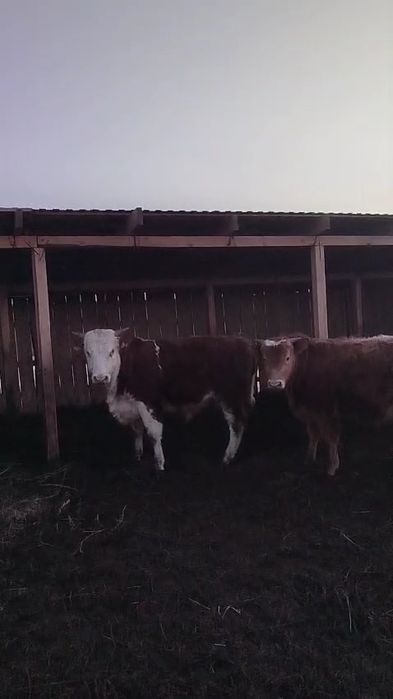 Откорм букалар 65бас