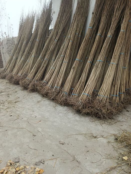 Dexqondan Terak koʻchatlari sotuv va ekishga tayyor dastavka vodiyga