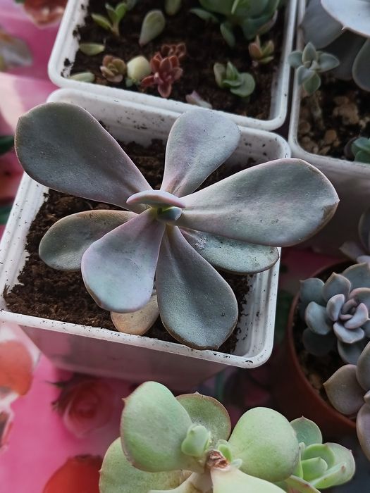 Продам разные суккуленты.