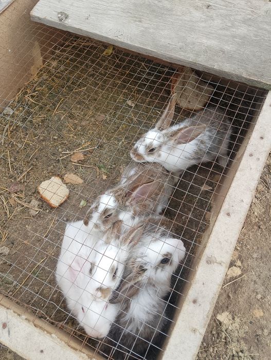 кролик крольчата