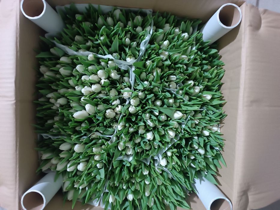 Тюльпаны оптом от 50 шт