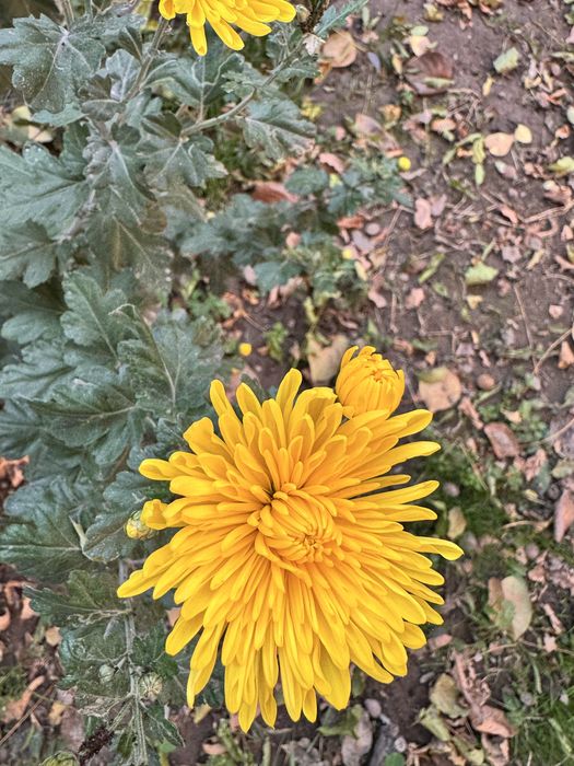 Растения из сада