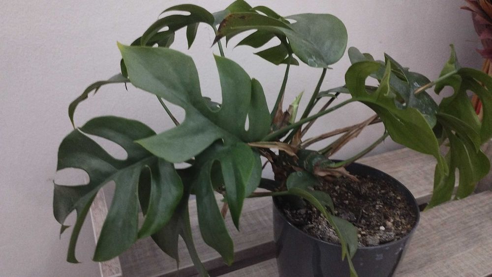 Монстера. Комнатное растение