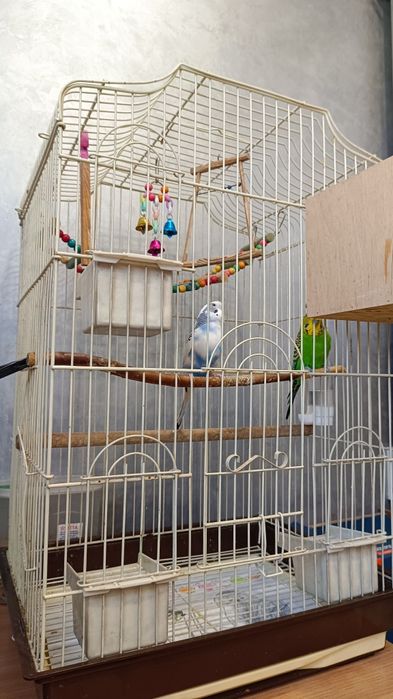 Волнистые попугаи