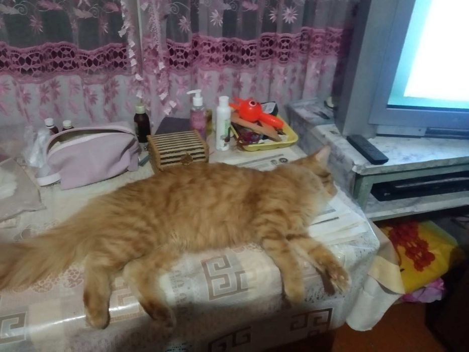 Мейнкун на вязку