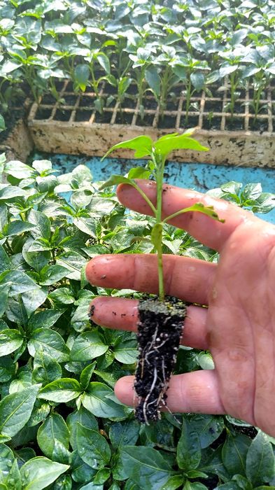 Разсад домати за пикиране!!!