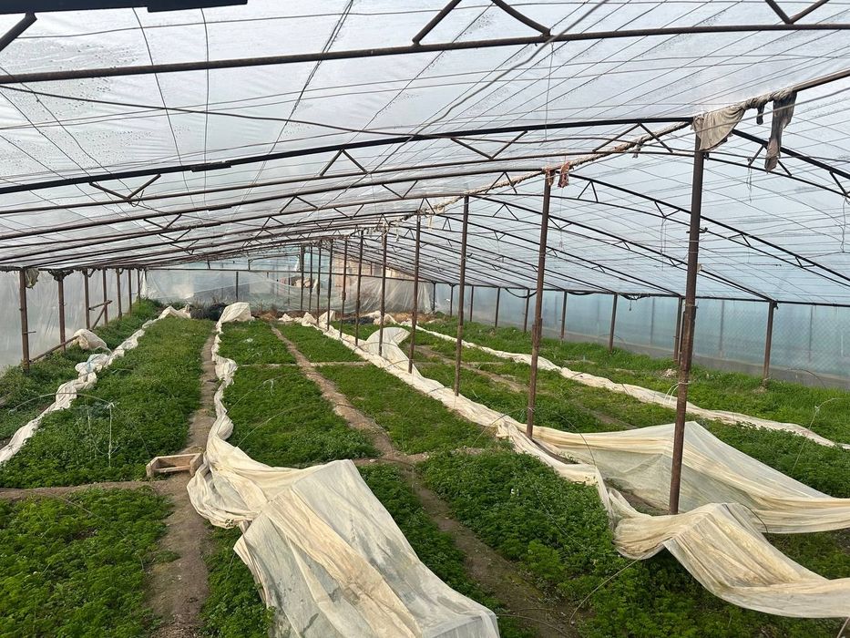 Tiplisa sotiladi 3ta