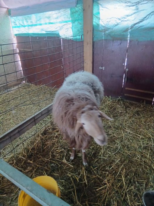 Отличный кошкар-производитель