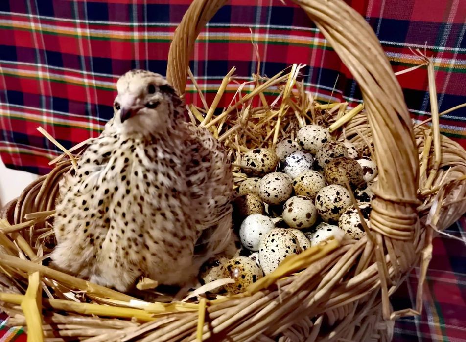 пъдпъдъчи яйца!!!х
Винаги пресни Тарелка от 12бр