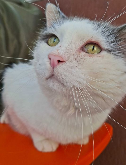 Adoptie motan alb castrat Martafoi, pt curte, se aduce in tara