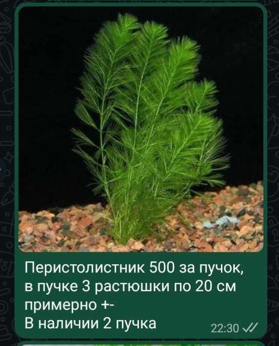 Аквариумные растения