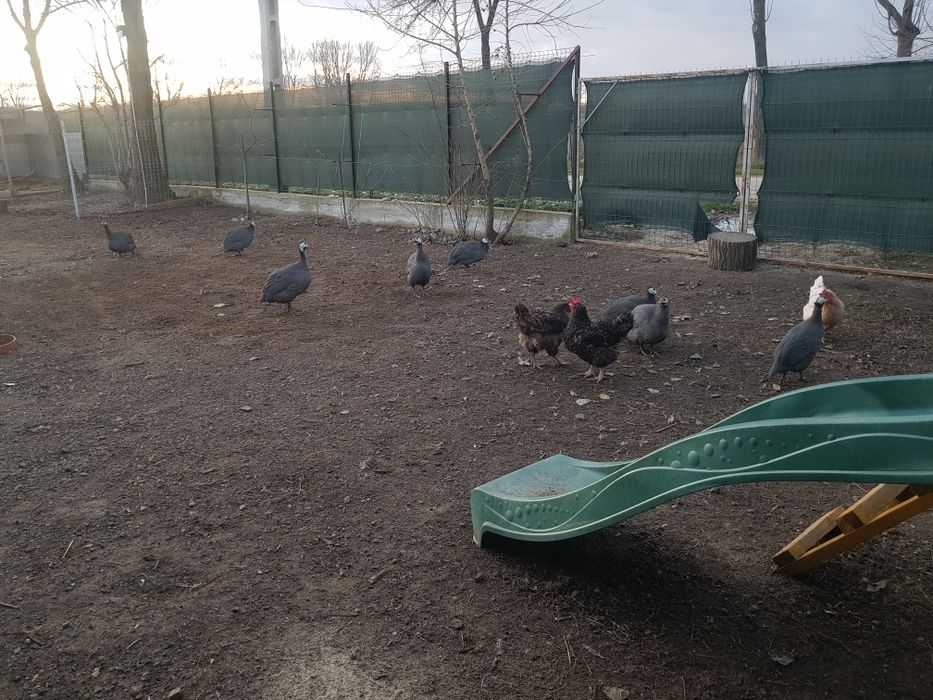 Vand bibilici tinere