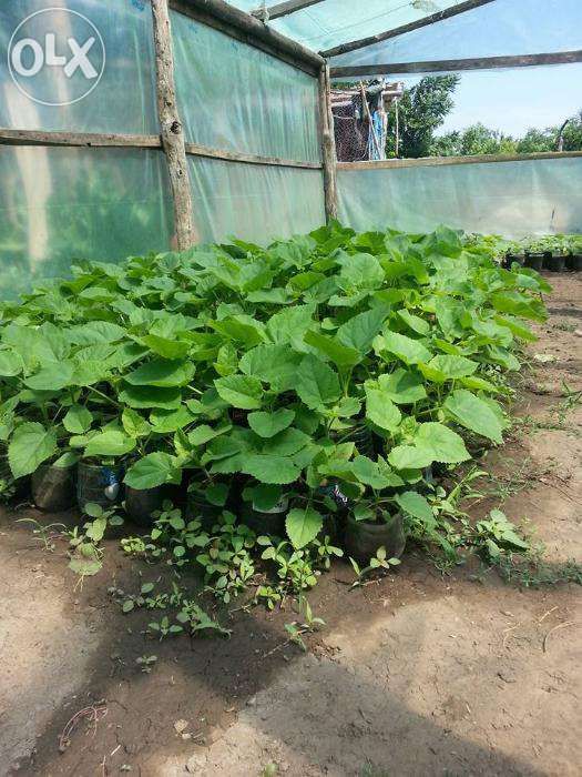 Puieti paulownia tomentosa