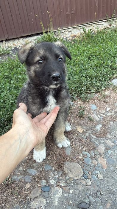 Отдам щенка в добрые руки.