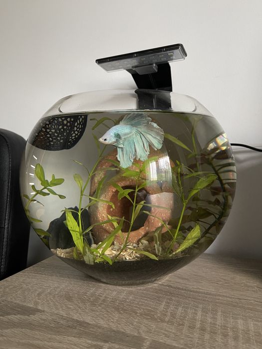 Vand peste betta + lampă led noua pentru acvariu