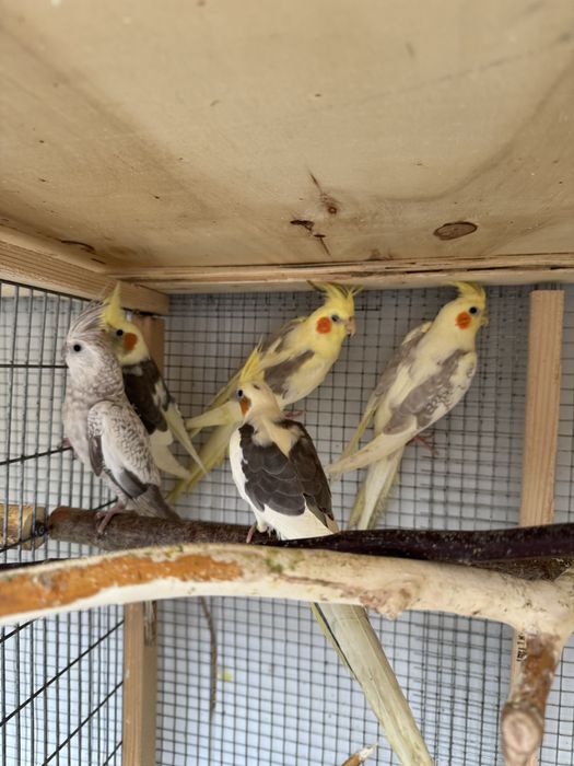 Vand papagali perusi, nimfe,zebre si rosella