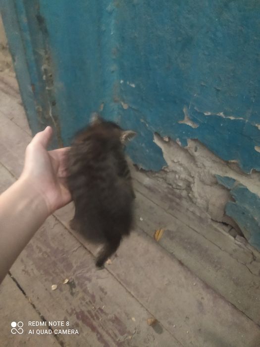 Адам Катенька в хорошие руки