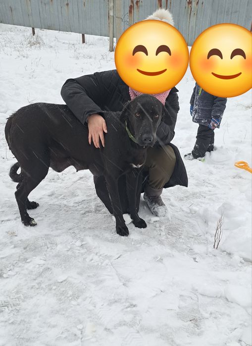 Майоркская овчарка