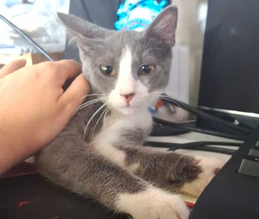 Caut adoptie pentru o pisica.