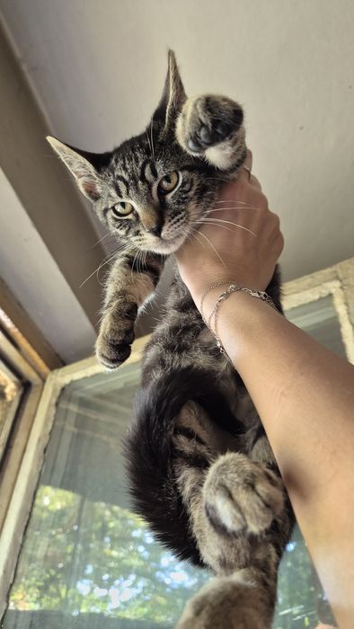 Motanel tigrat pt adoptie
