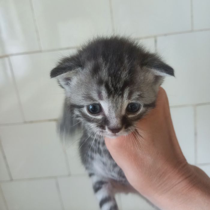 Вислоухие котята 1 мес мальчики