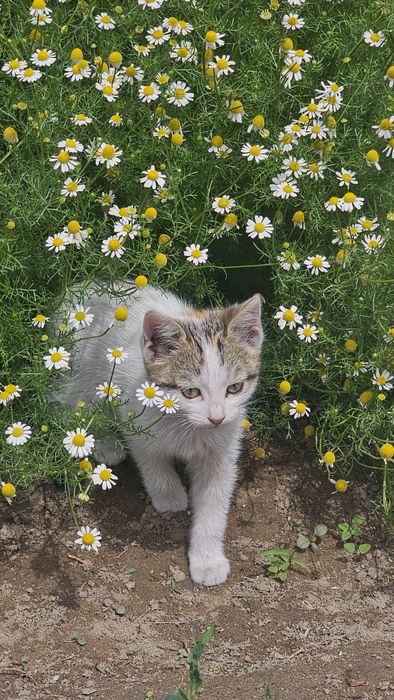 Отдам бесплатно котёнка