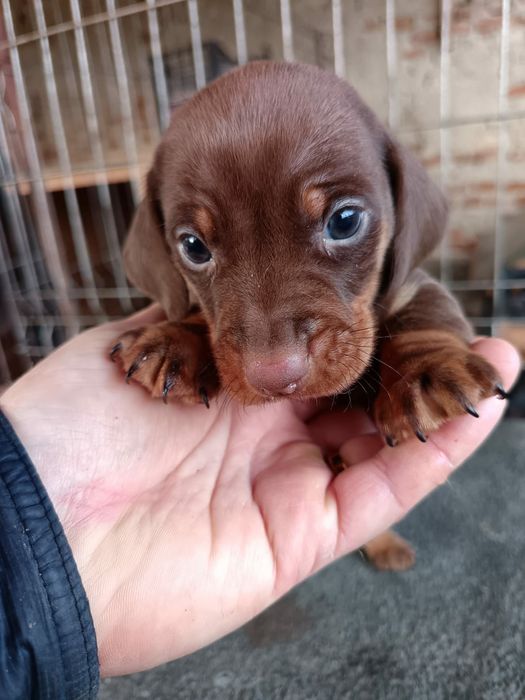 Teckel dachshund maro