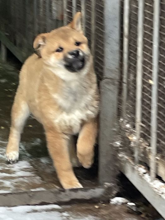 Японские сиба ину